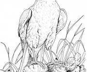 Coloriage Aigle sur rocher