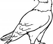 Coloriage Un beau Aigle
