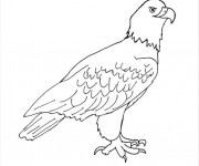 Coloriage Un petit Aigle facile