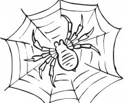 Coloriage Araign&eacute;e attend sur La toile