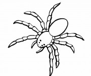 Coloriage et dessins gratuit Araignée de mer à imprimer