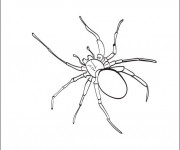 Coloriage Araign&eacute;e grise domestique