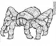 Coloriage Araign&eacute;e insecte dangereuse