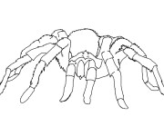 Coloriage Araign&eacute;e se d&eacute;place