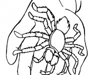 Coloriage Araign&eacute;e sur la main