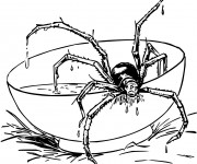 Coloriage Araign&eacute;e sur la Table