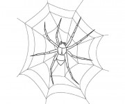 Coloriage Araign&eacute;e sur la toile en blanc