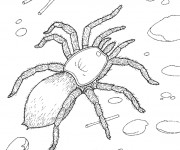 Coloriage Araign&eacute;e sur le sol