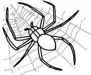 Coloriage Araign&eacute;e sur Toile Insecte pr&eacute;dateur