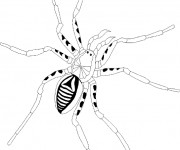 Coloriage et dessins gratuit Araignée tachée à imprimer