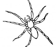 Coloriage Araign&eacute;e vue de face