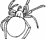 Coloriage L'insecte Araign&eacute;e