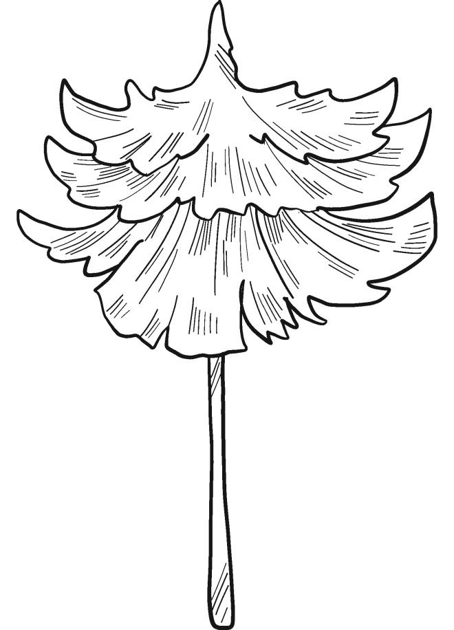 Coloriage et dessins gratuits Arbre &agrave; feuilles persistantes coloriage à imprimer
