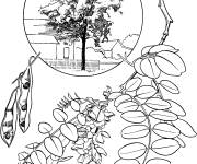 Coloriage Arbre Acacia