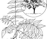 Coloriage Arbre Ailante glanduleux