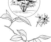 Coloriage Arbre Am&eacute;lanchier r&eacute;aliste
