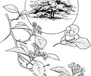 Coloriage Arbre Aub&eacute;pine r&eacute;aliste