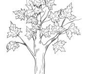 Coloriage Arbre avec des grosses feuilles