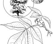 Coloriage Arbre Carya blanc