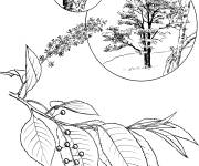 Coloriage Arbre Cerisier d'automne r&eacute;aliste
