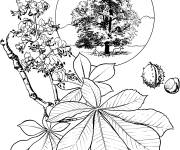 Coloriage Arbre ch&acirc;taignier des chevaux r&eacute;aliste
