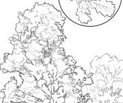 Coloriage Arbre Ch&ecirc;ne &agrave; gros fruits