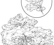 Coloriage Arbre  Ch&ecirc;ne blanc r&eacute;aliste