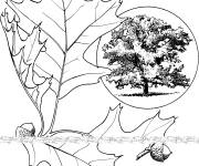 Coloriage Arbre ch&ecirc;ne des teinturiers
