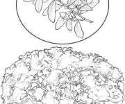 Coloriage Arbre Ch&ecirc;ne du Sud