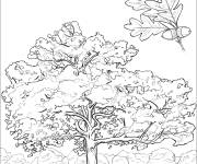 Coloriage Arbre Ch&ecirc;ne magnifique