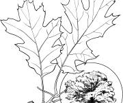 Coloriage Arbre Ch&ecirc;ne rouge avec ses feuilles