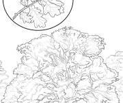 Coloriage Arbre Ch&ecirc;ne rouge d'Am&eacute;rique