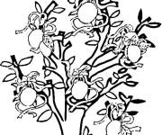 Coloriage Arbre Citrons sur citronnier