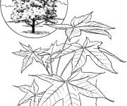 Coloriage Arbre Copalme d'Am&eacute;rique r&eacute;aliste