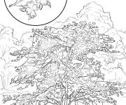 Coloriage Arbre Cornouiller Cornus Fleuri r&eacute;aliste