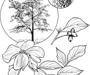 Coloriage Arbre Cornouiller en fleur