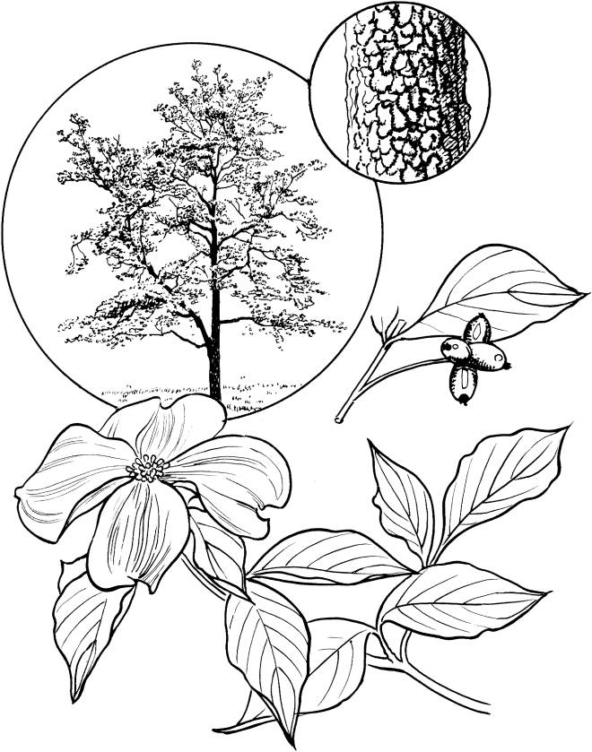 Coloriage et dessins gratuits Arbre Cornouiller en fleur à imprimer
