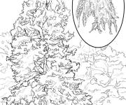 Coloriage Arbre Cypr&egrave;s chauve