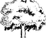 Coloriage Arbre de cru en noir et blanc