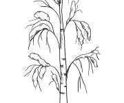 Coloriage et dessins gratuit Arbre de l'automne r&eacute;aliste à imprimer