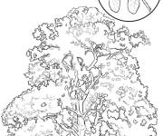 Coloriage Arbre de Magnolia r&eacute;aliste