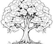 Coloriage Arbre de peuplier d&eacute;taill&eacute; gratuit
