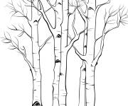 Coloriage Arbre de tremble r&eacute;aliste nu