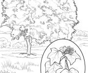 Coloriage Arbre des Moluques