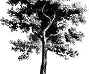 Coloriage Arbre Diospyros ebenum r&eacute;aliste