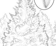 Coloriage Arbre &Eacute;pinette blanche