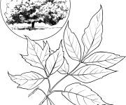 Coloriage Arbre &eacute;rable &agrave; Gigu&egrave;re r&eacute;aliste
