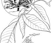 Coloriage Arbre Fr&ecirc;ne blanc