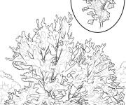 Coloriage Arbre Gainier facile
