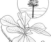 Coloriage Arbre gommier noir